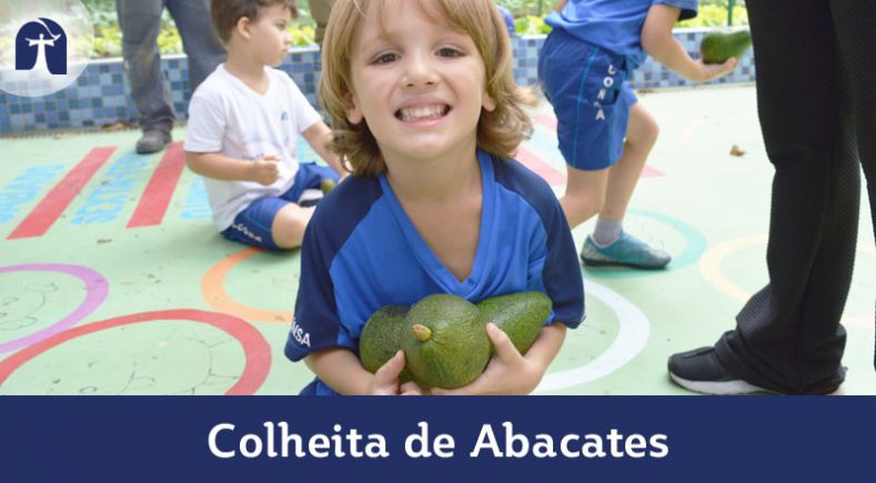 Colheita de Abacates